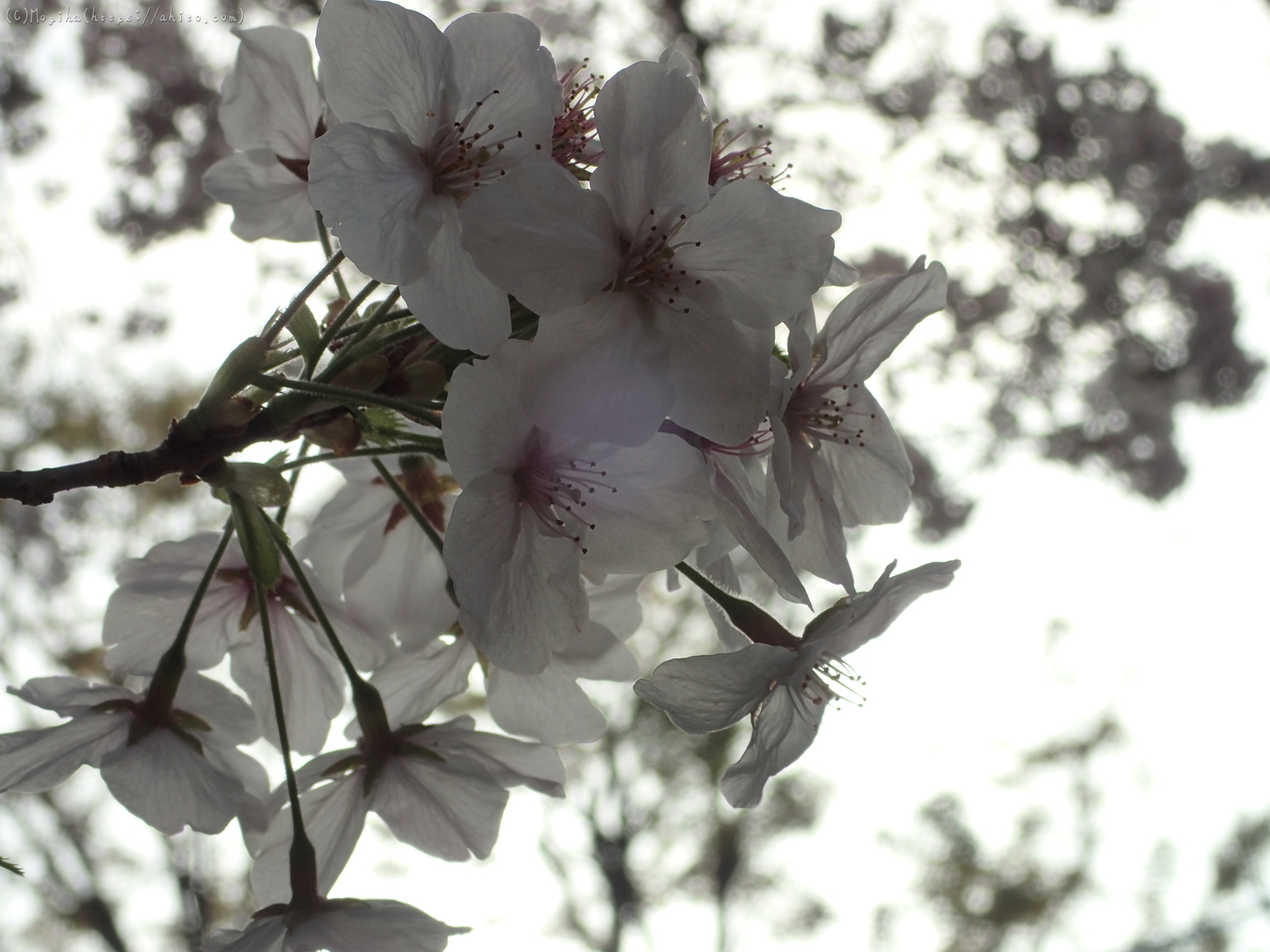 朝日の桜 - 14