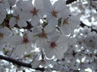 朝日の桜