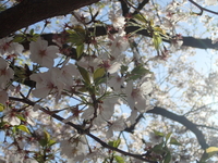散りかけた桜