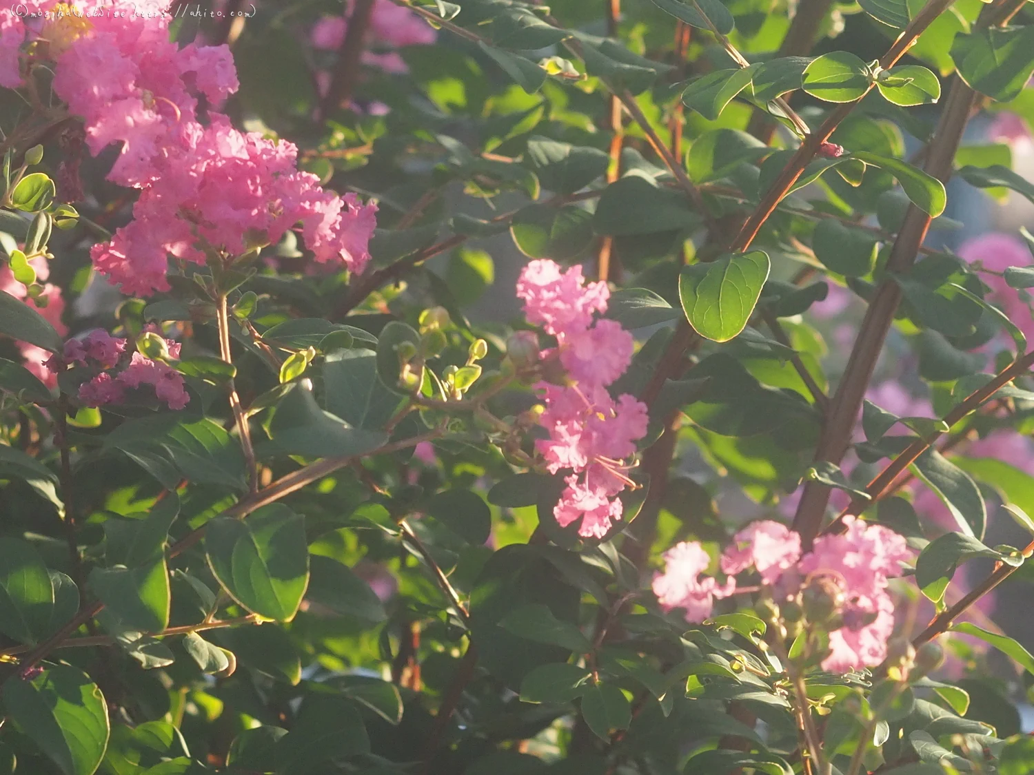 朝の散歩、花いろいろ - 02