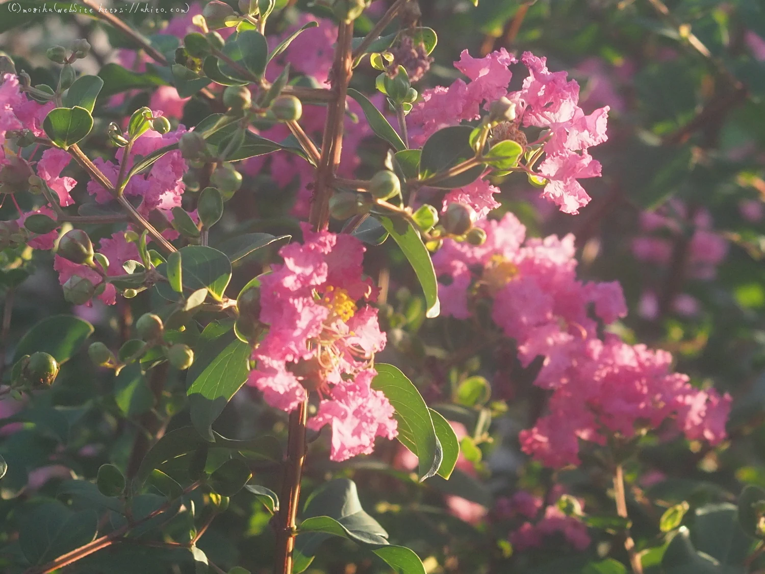 朝の散歩、花いろいろ - 03