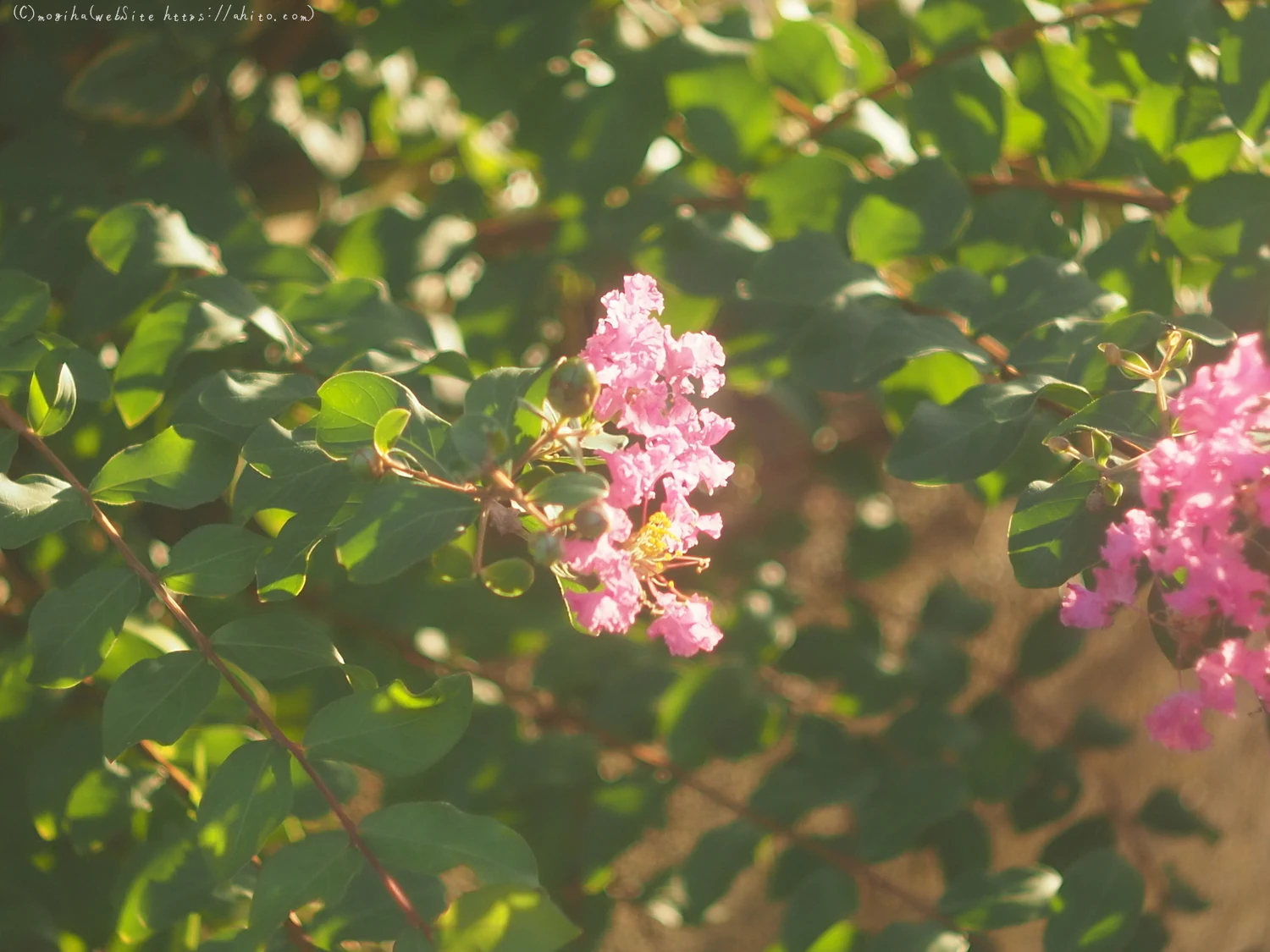 朝の散歩、花いろいろ - 05