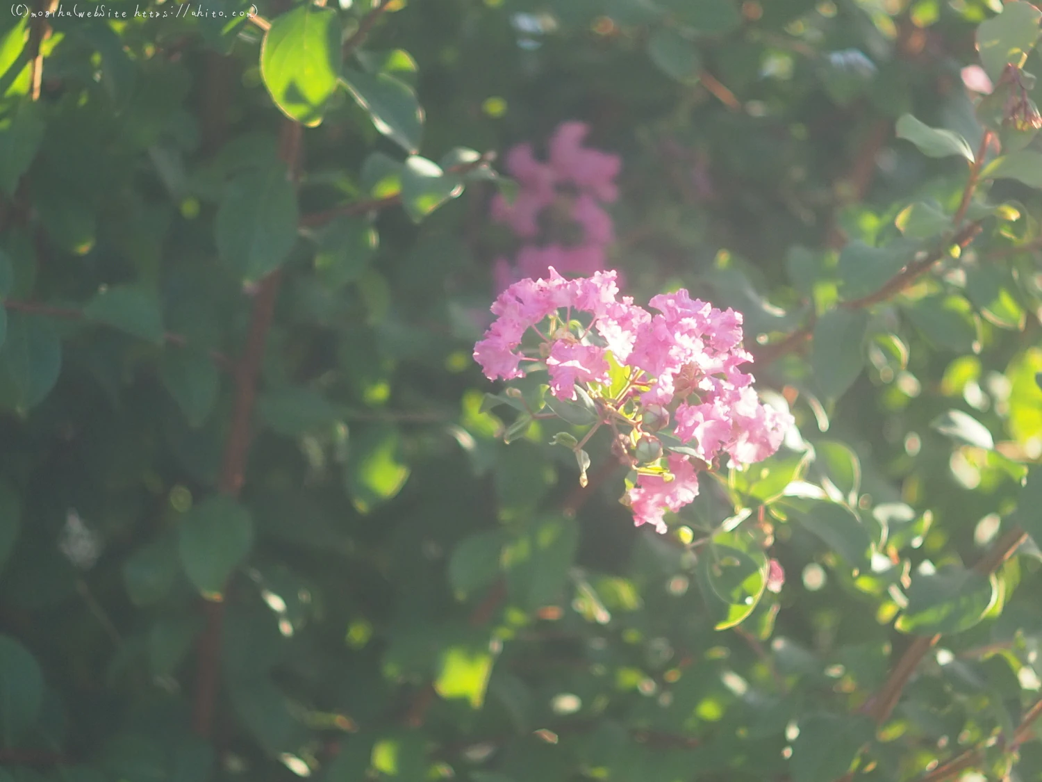 朝の散歩、花いろいろ - 08