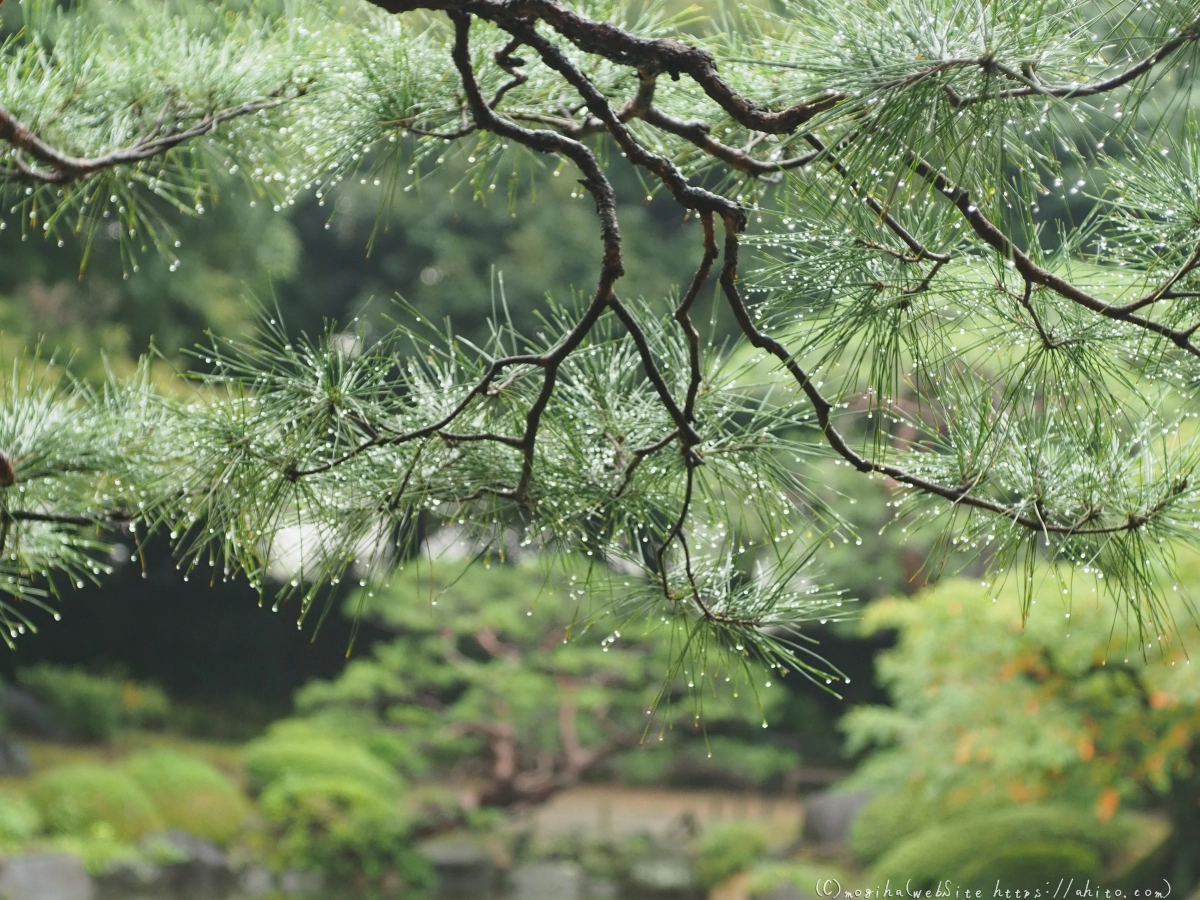 古河庭園 - 08