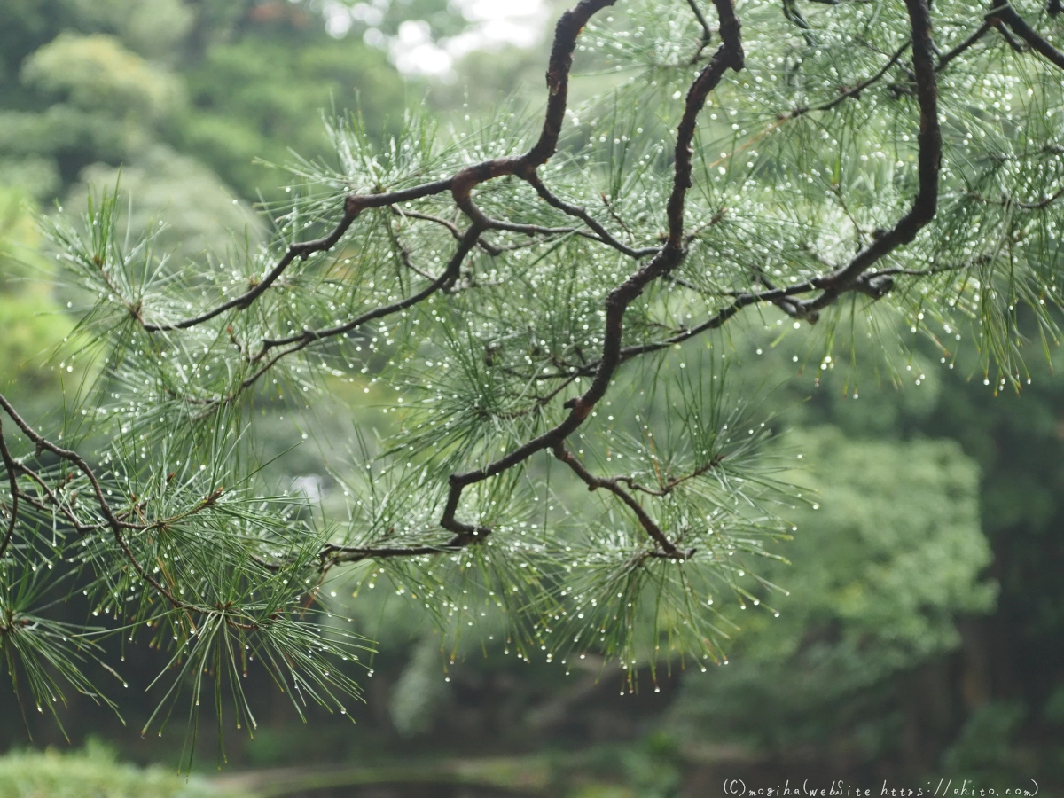 古河庭園 - 09