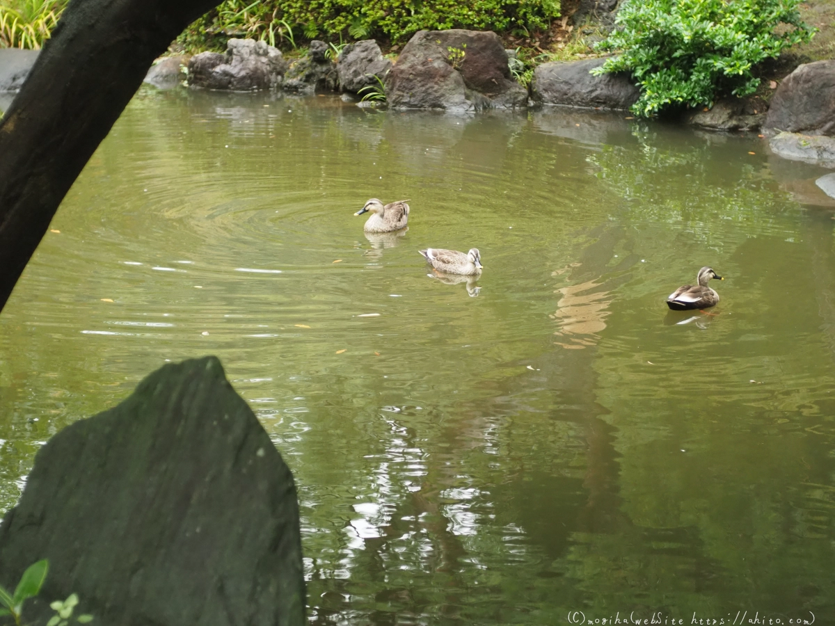 古河庭園 - 15