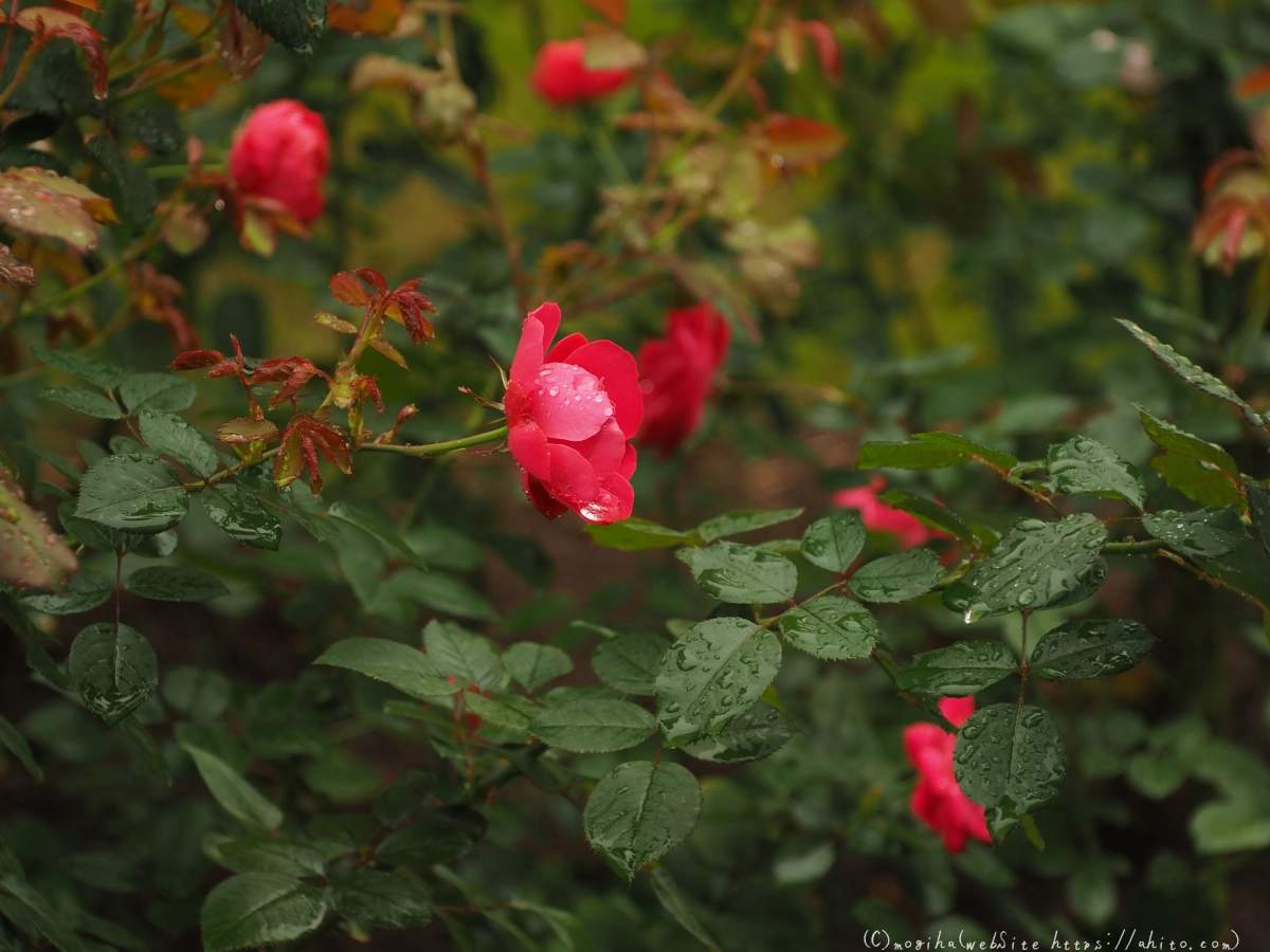 古河庭園の薔薇 - 01