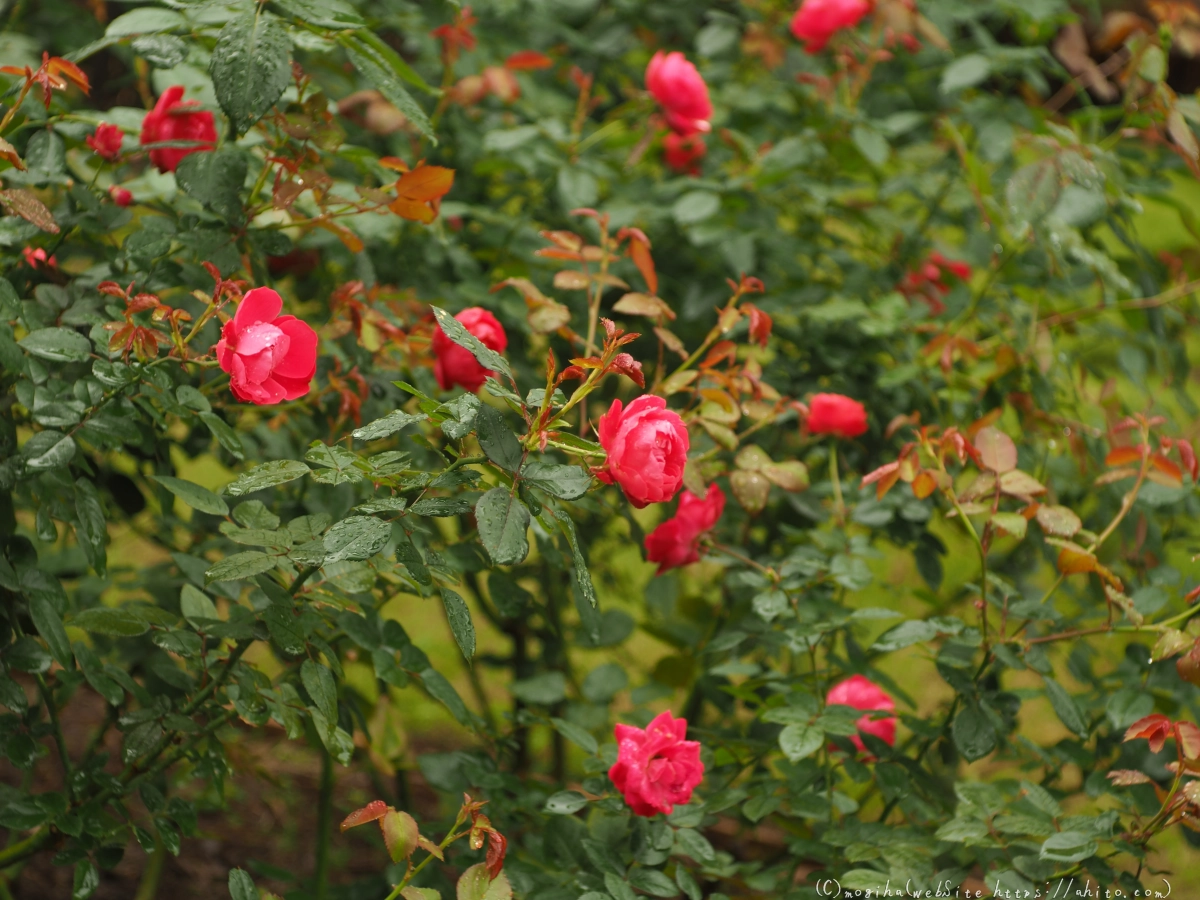 古河庭園の薔薇 - 02