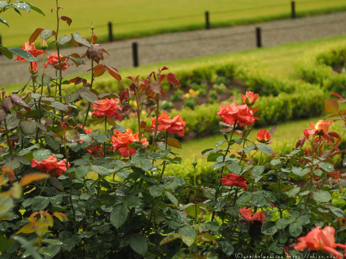 古河庭園の薔薇 - 03