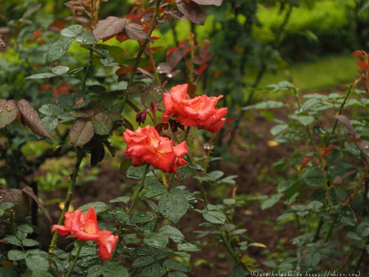 古河庭園の薔薇 - 04