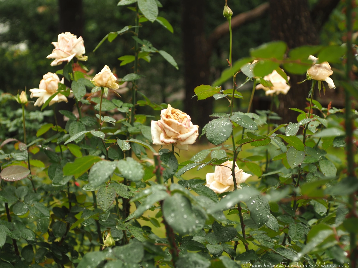 古河庭園の薔薇 - 05