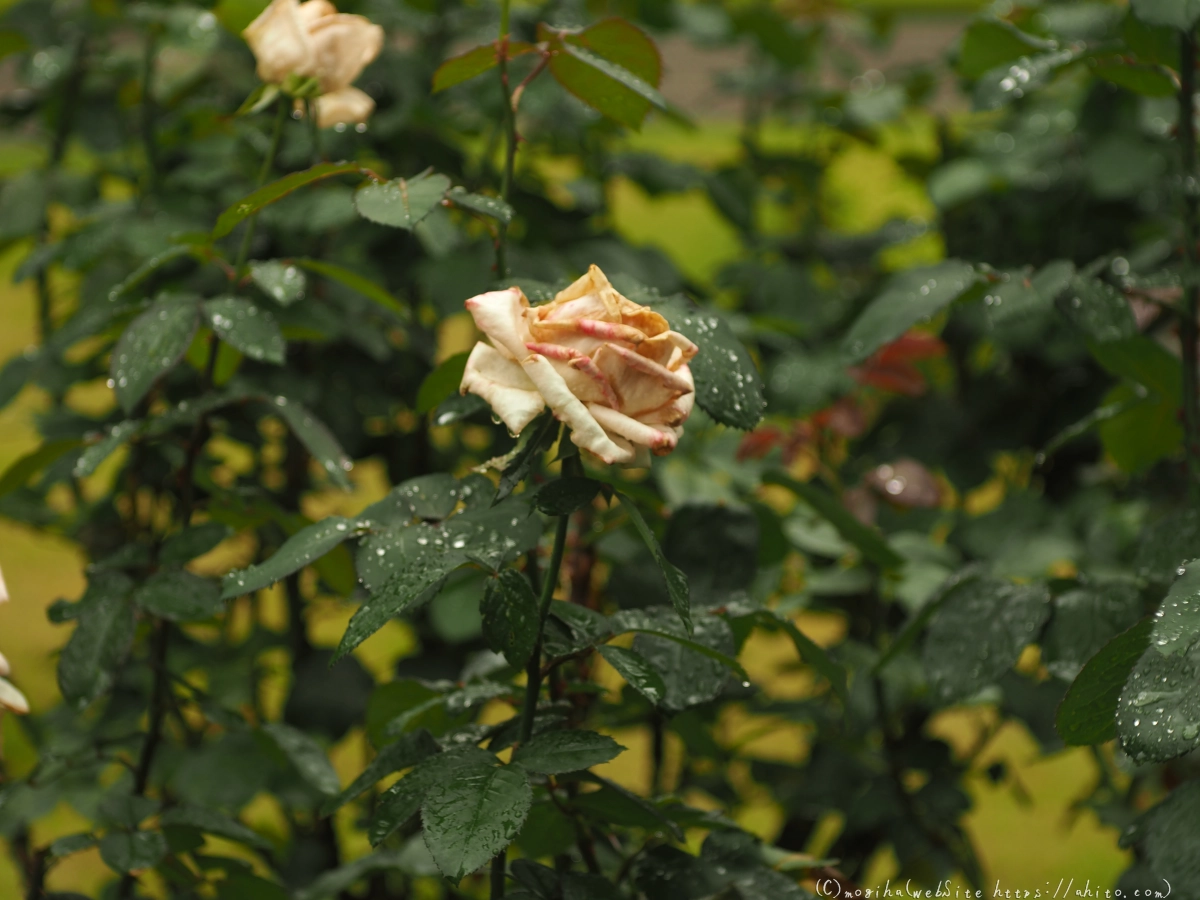 古河庭園の薔薇 - 06