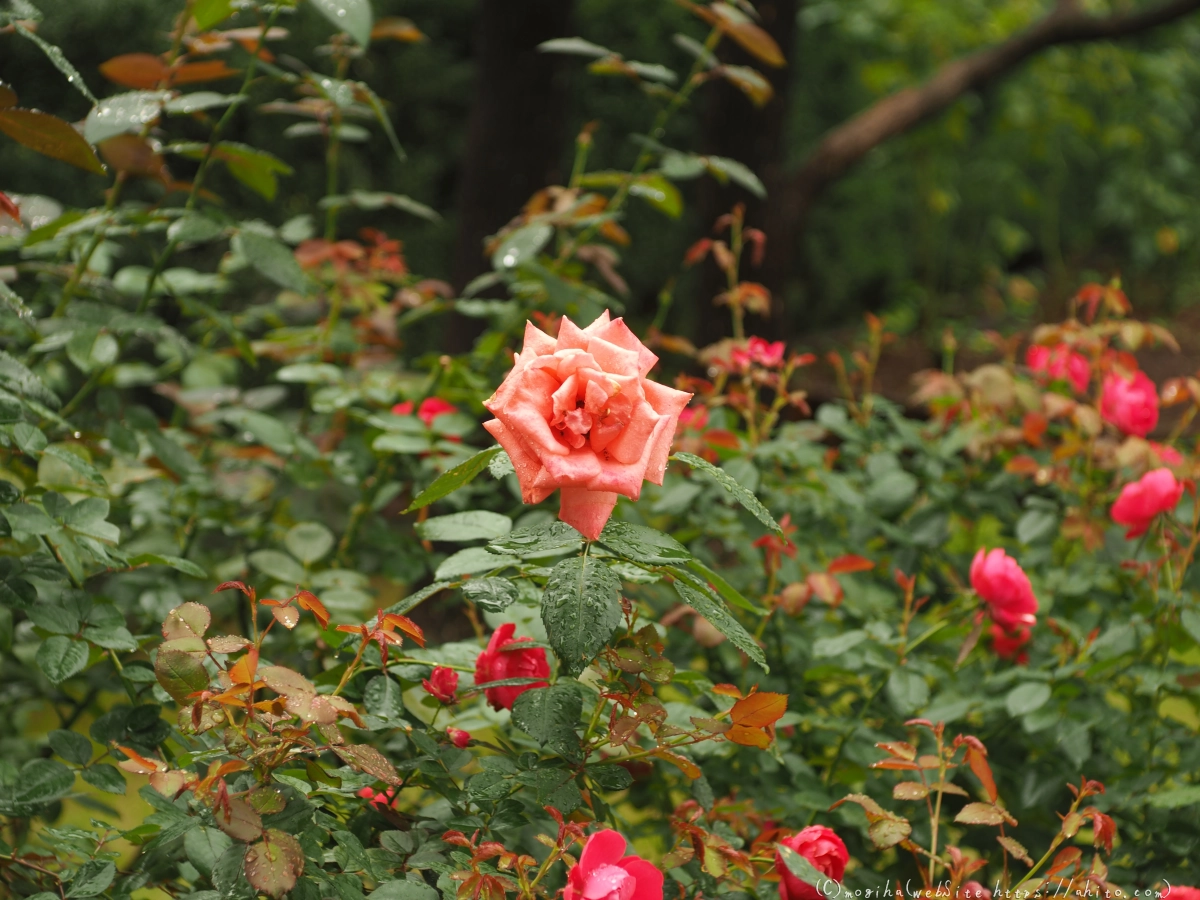 古河庭園の薔薇 - 07