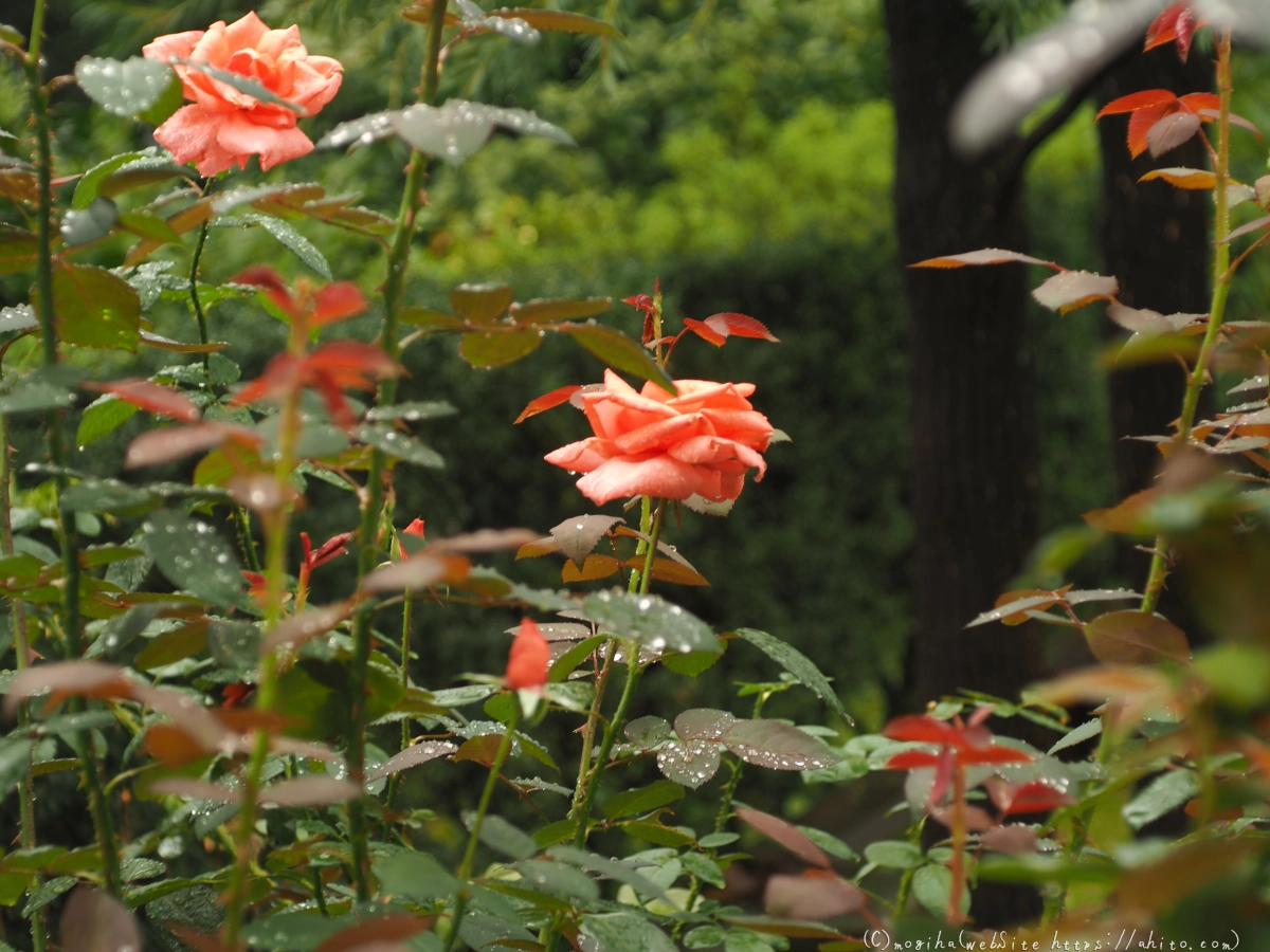 古河庭園の薔薇 - 08