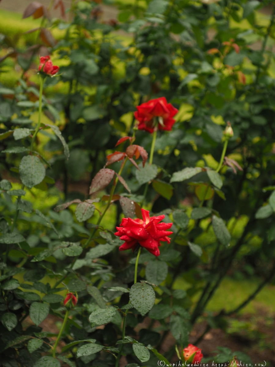 古河庭園の薔薇 - 09