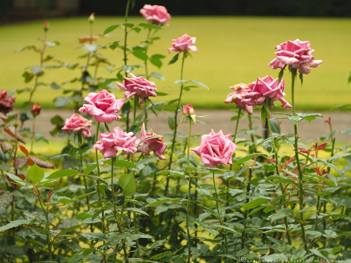 古河庭園の薔薇 - 10