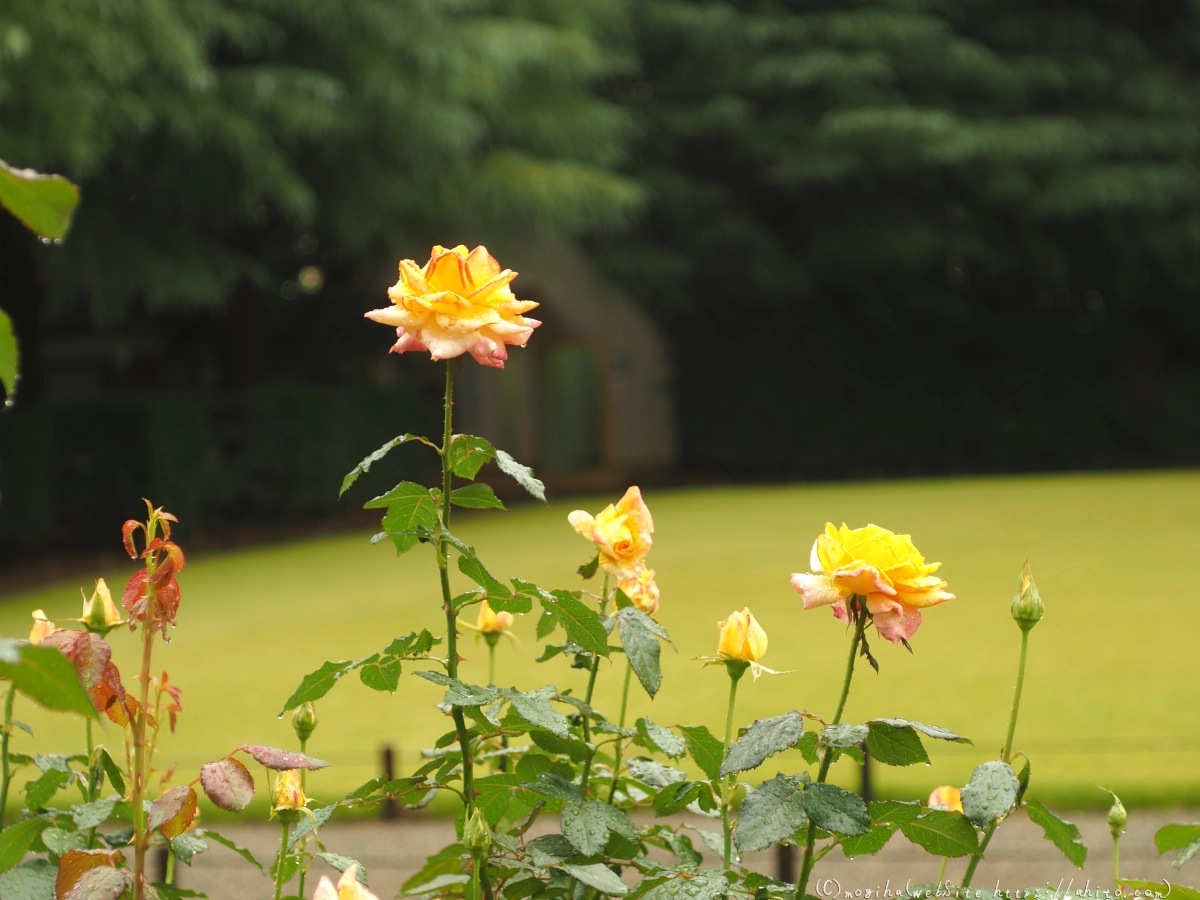 古河庭園の薔薇 - 11