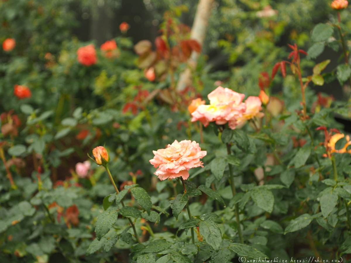 古河庭園の薔薇 - 12