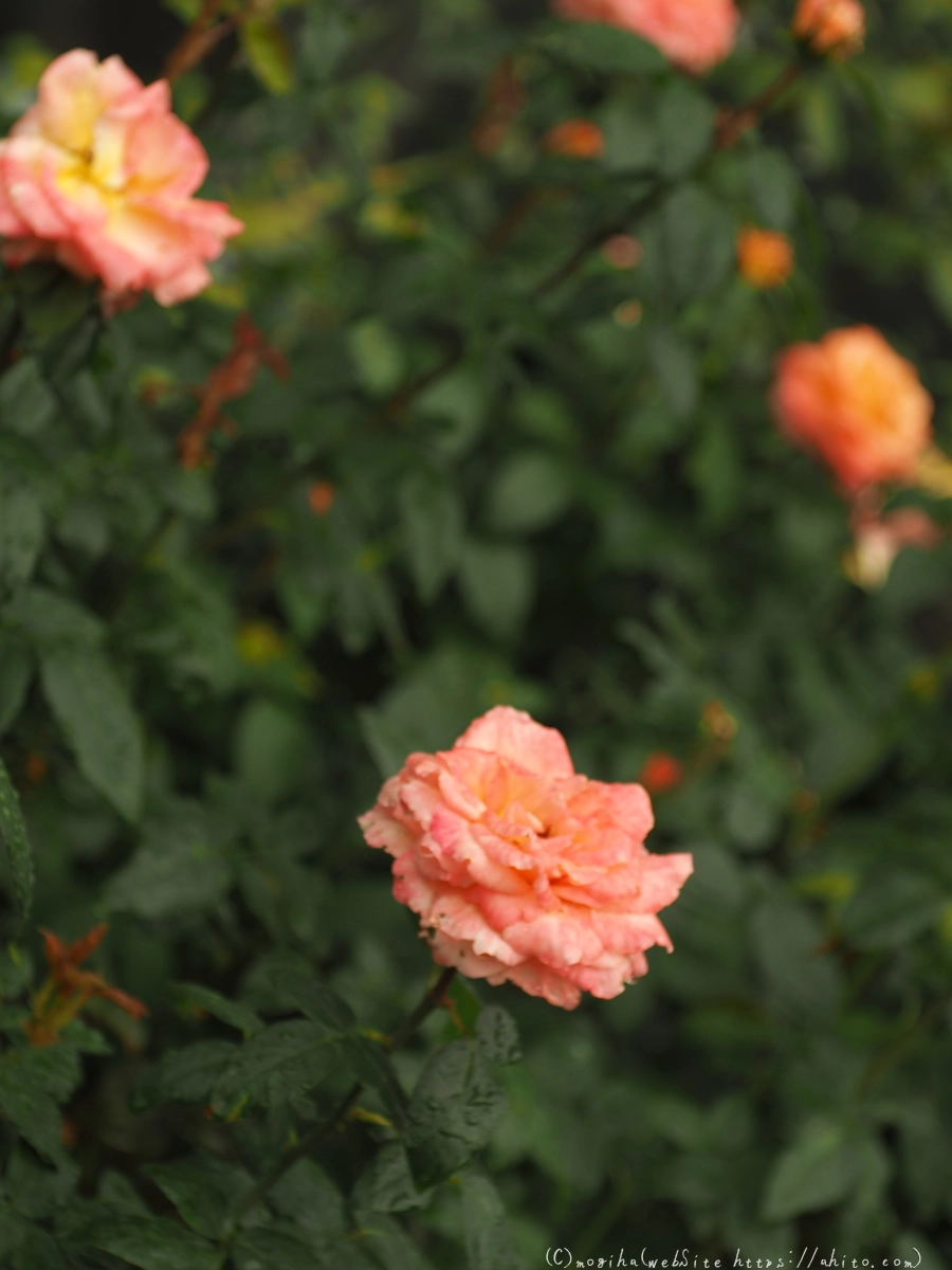 古河庭園の薔薇 - 14