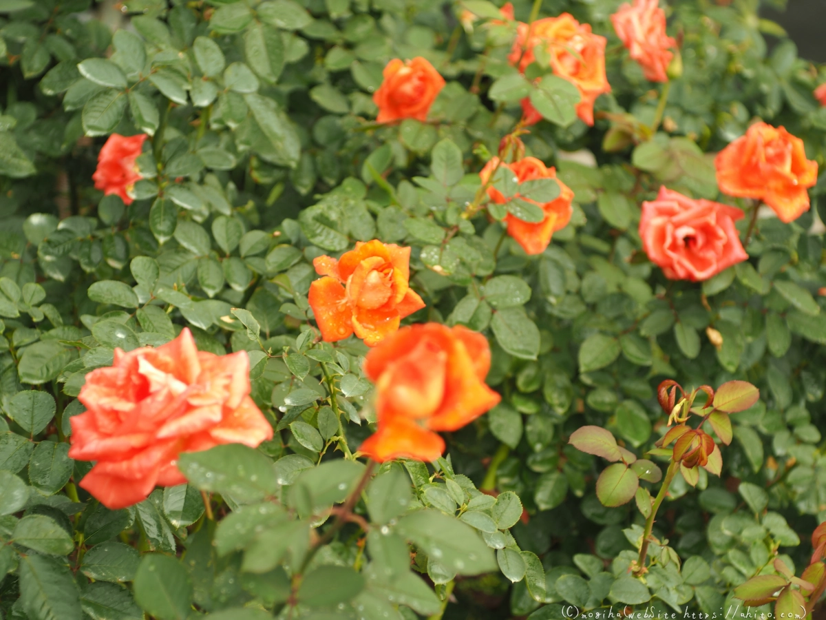 古河庭園の薔薇 - 15