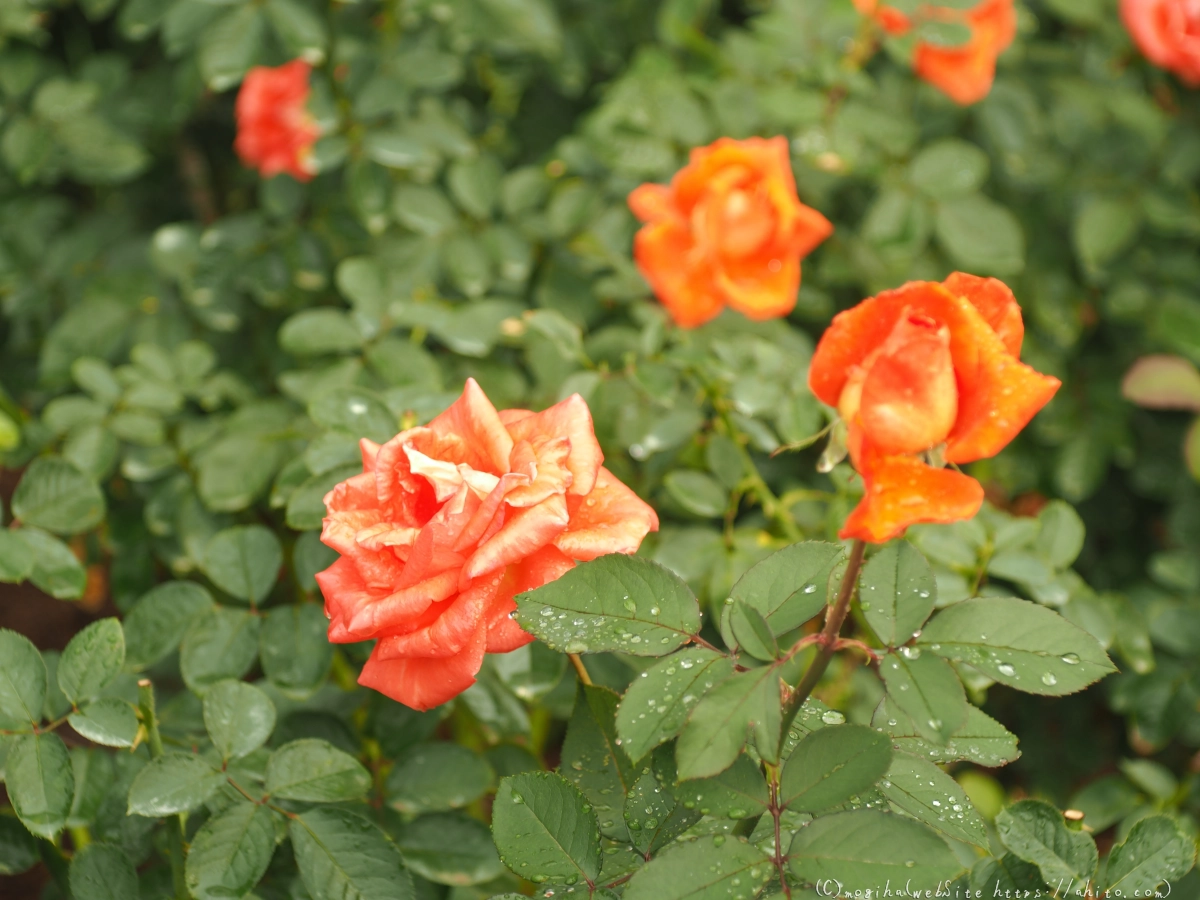 古河庭園の薔薇 - 16