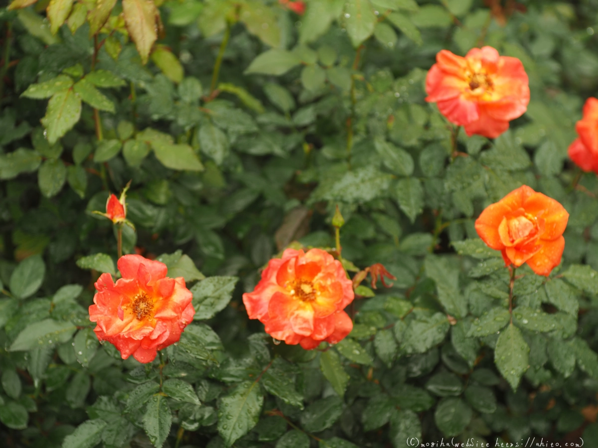 古河庭園の薔薇 - 17