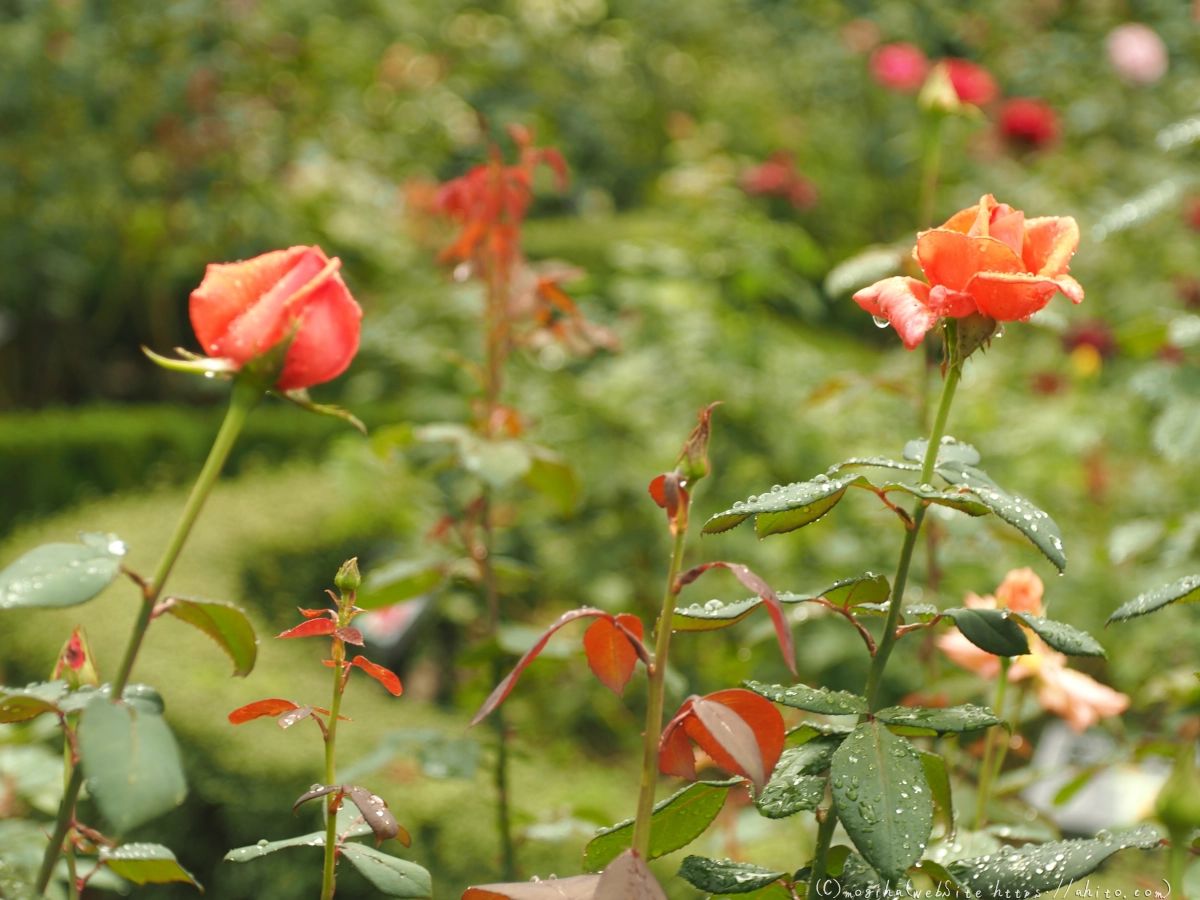 古河庭園の薔薇 - 18