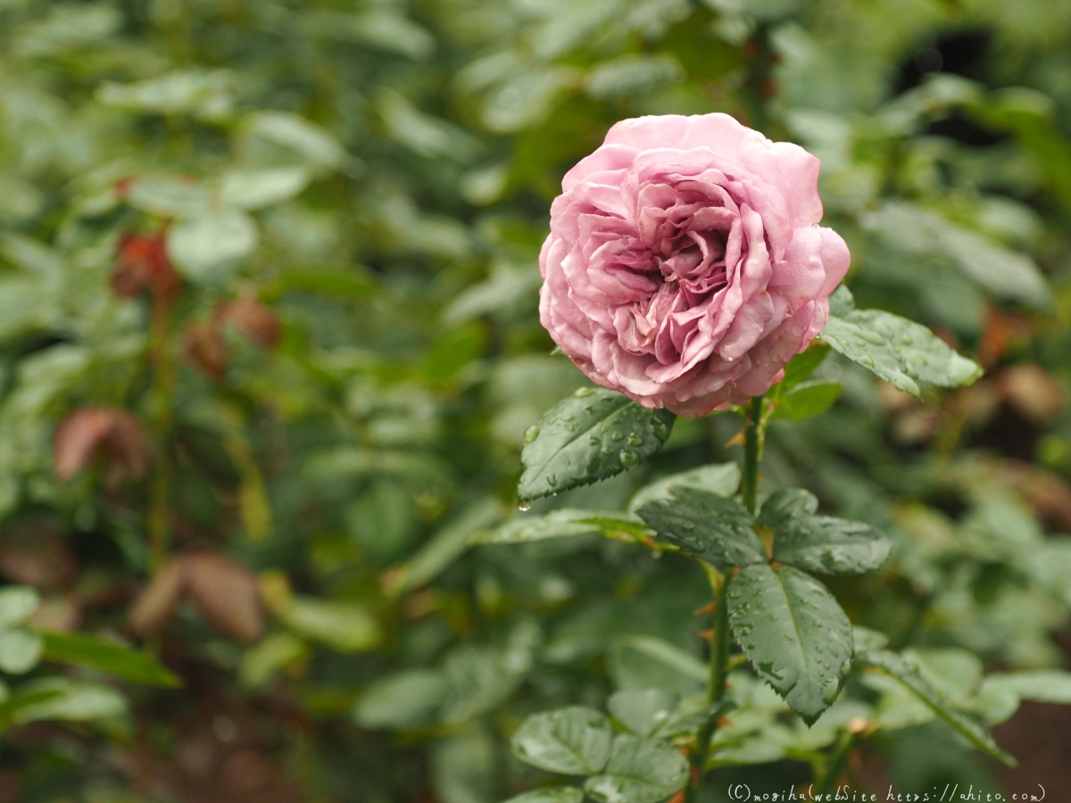 古河庭園の薔薇 - 19