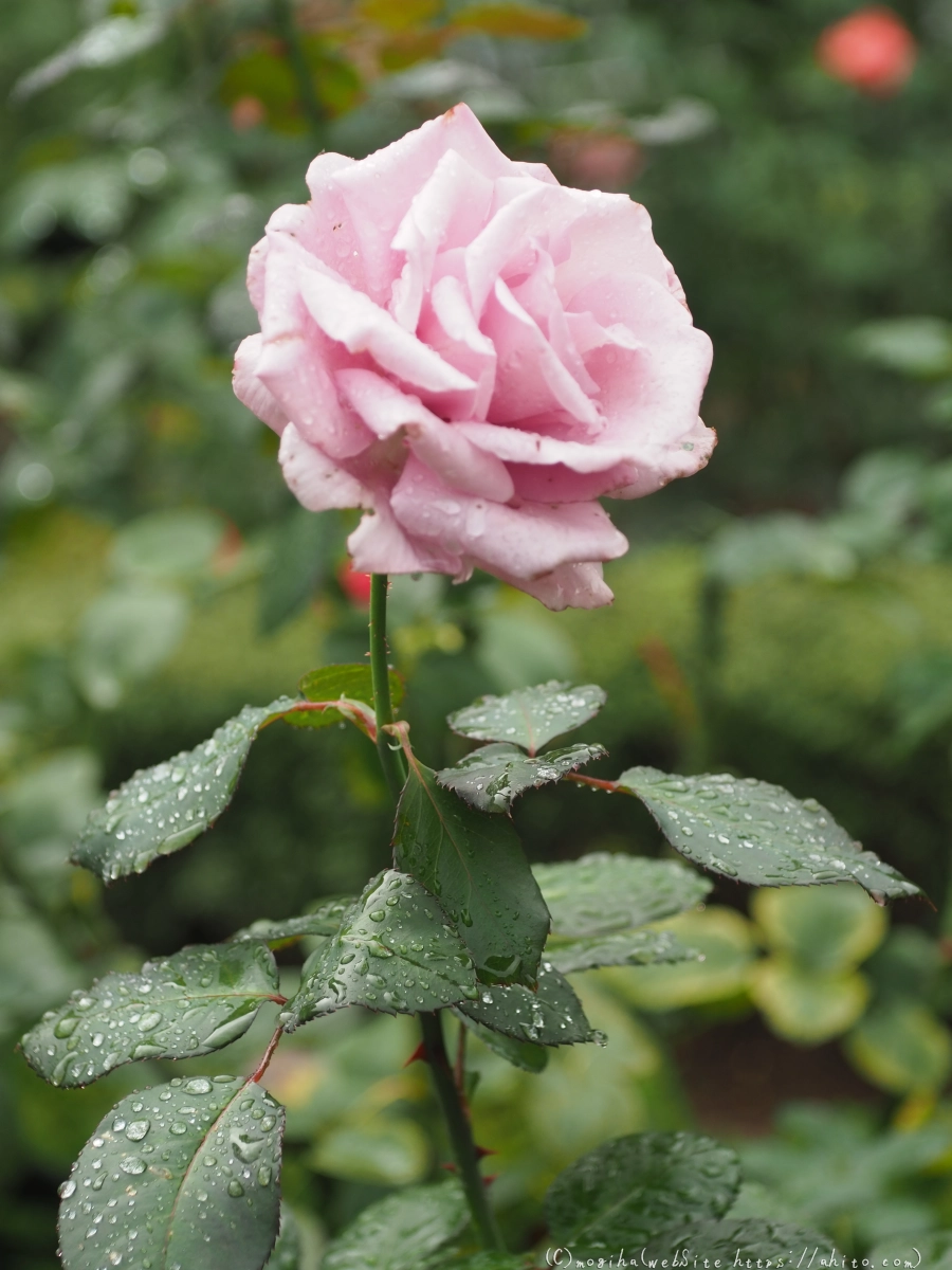 古河庭園の薔薇 - 20