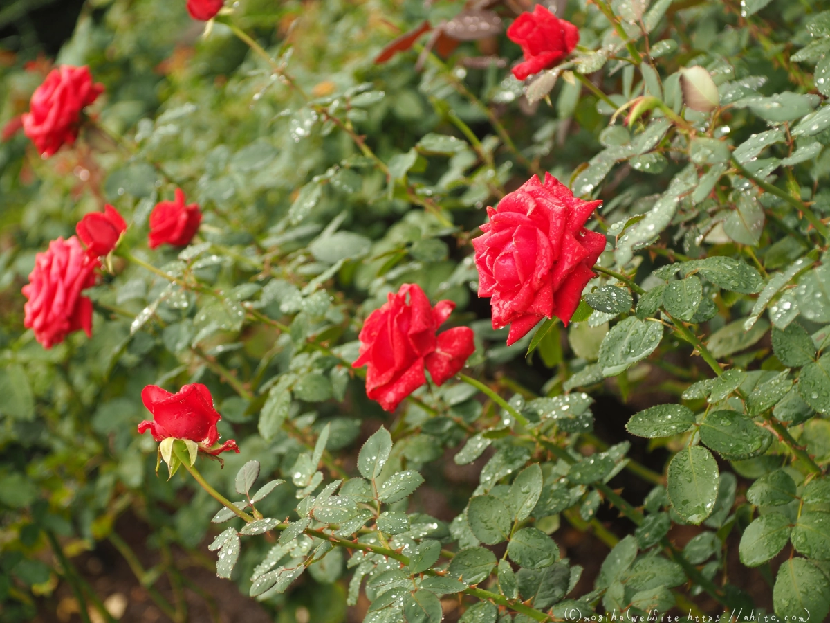 古河庭園の薔薇 - 21