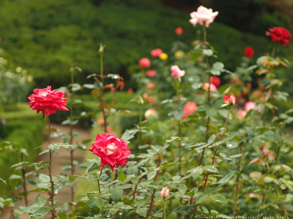 古河庭園の薔薇 - 22