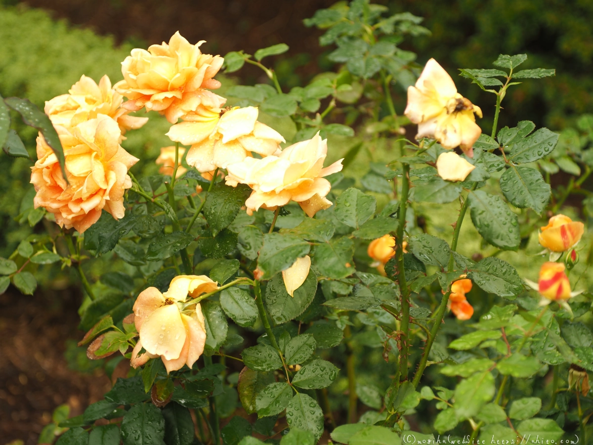 古河庭園の薔薇 - 23