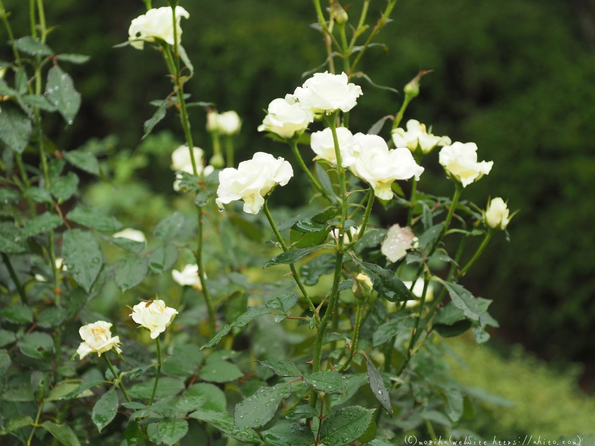 古河庭園の薔薇 - 24