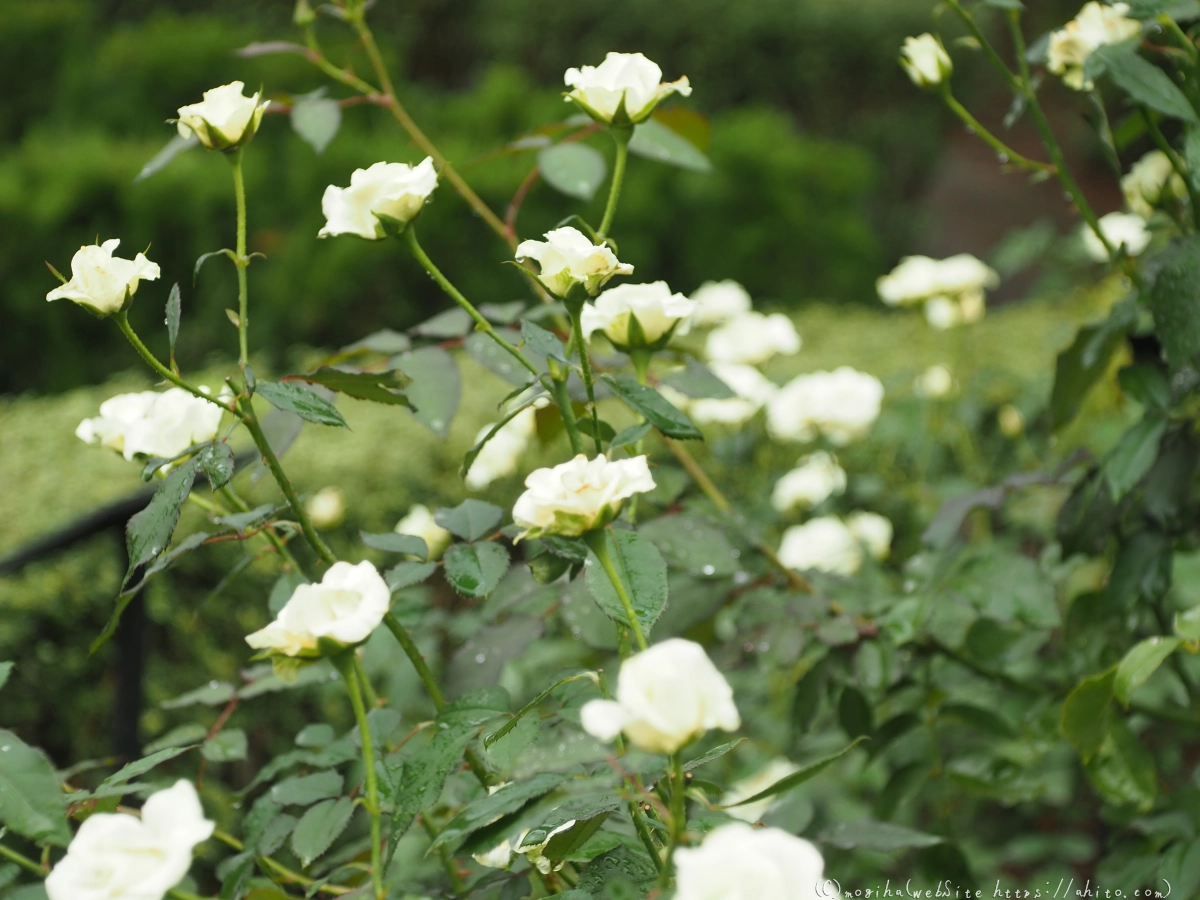 古河庭園の薔薇 - 25