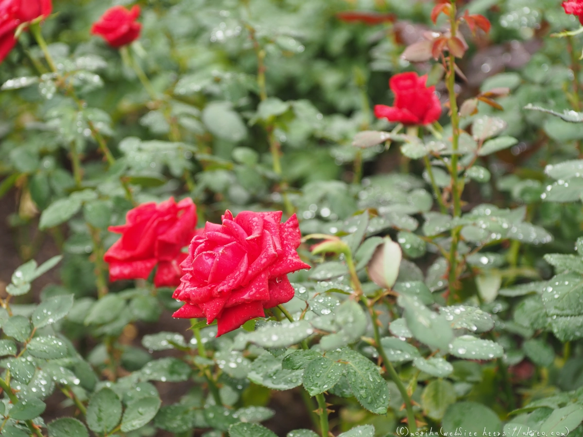 古河庭園の薔薇 - 26