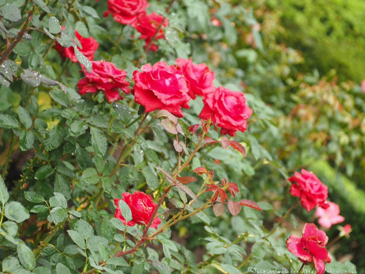 古河庭園の薔薇 - 27