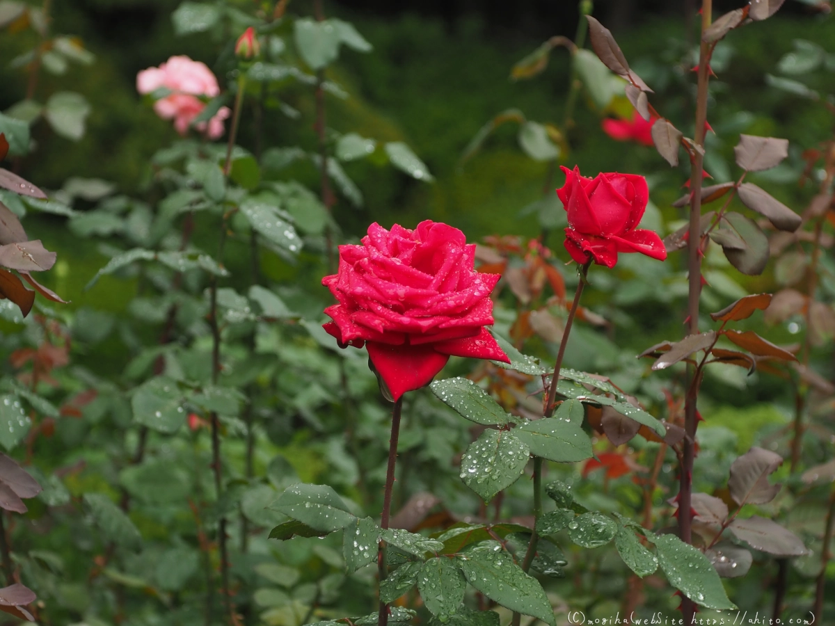 古河庭園の薔薇 - 28