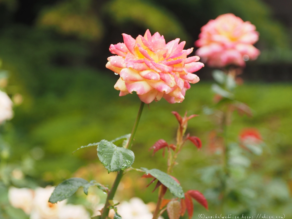 古河庭園の薔薇 - 29