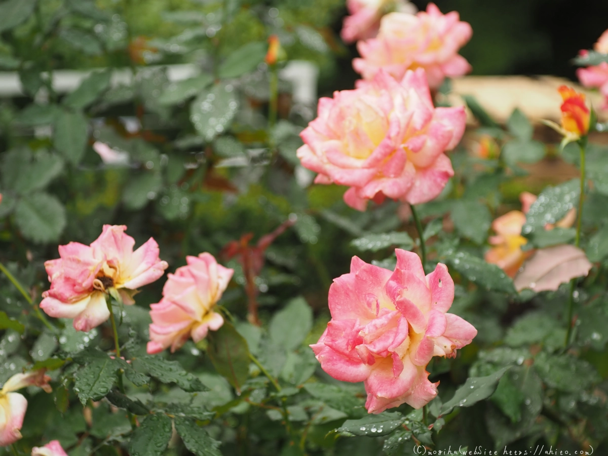 古河庭園の薔薇 - 30