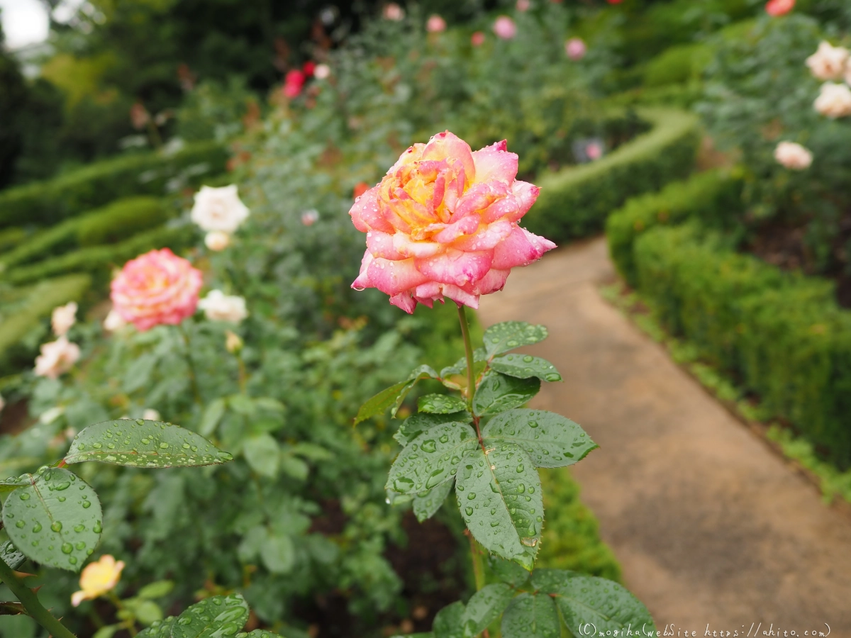 古河庭園の薔薇 - 31