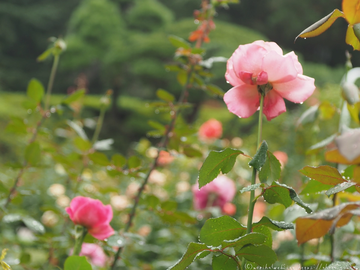 古河庭園の薔薇 - 32