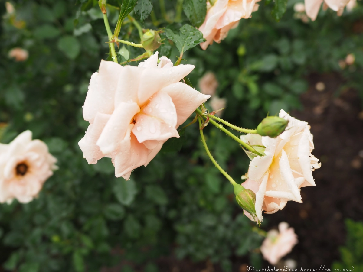 古河庭園の薔薇 - 33