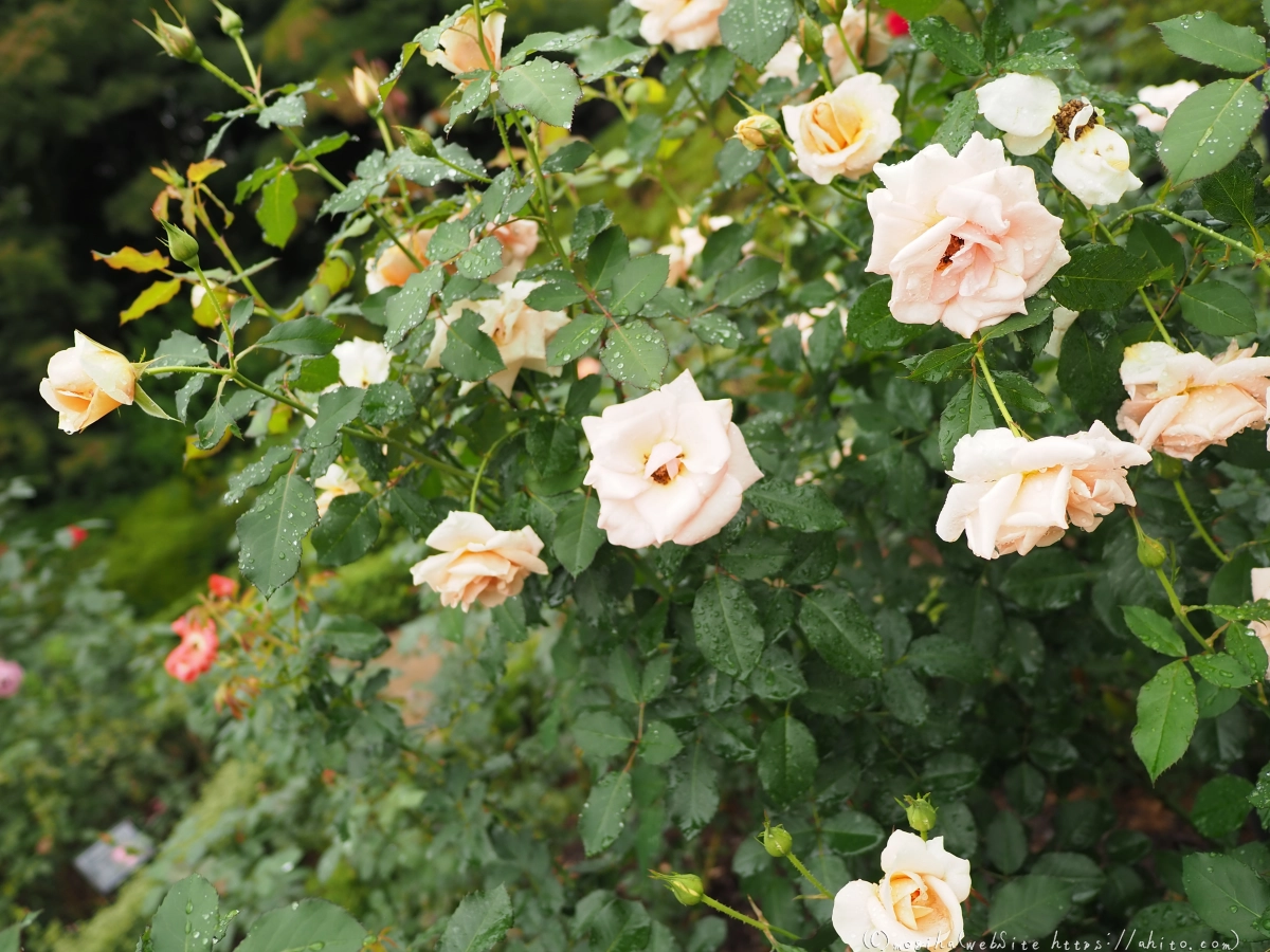 古河庭園の薔薇 - 34