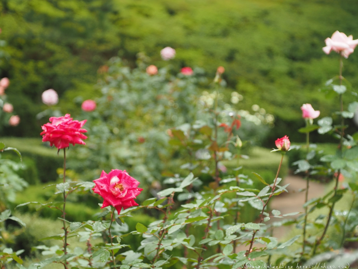 古河庭園の薔薇 - 35