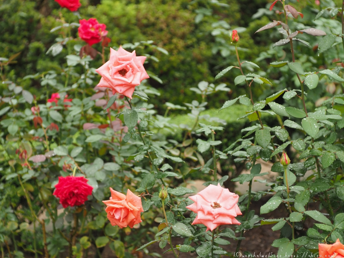 古河庭園の薔薇 - 36