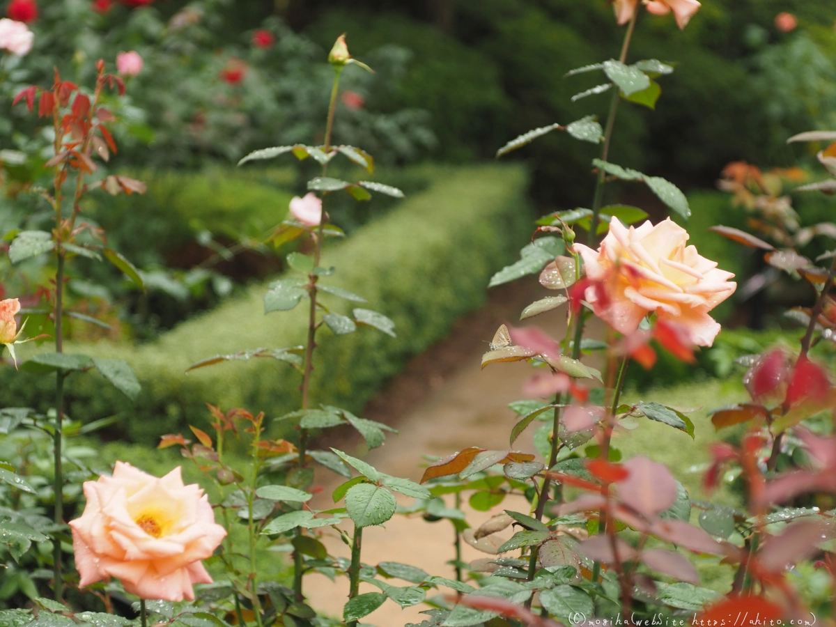 古河庭園の薔薇 - 37