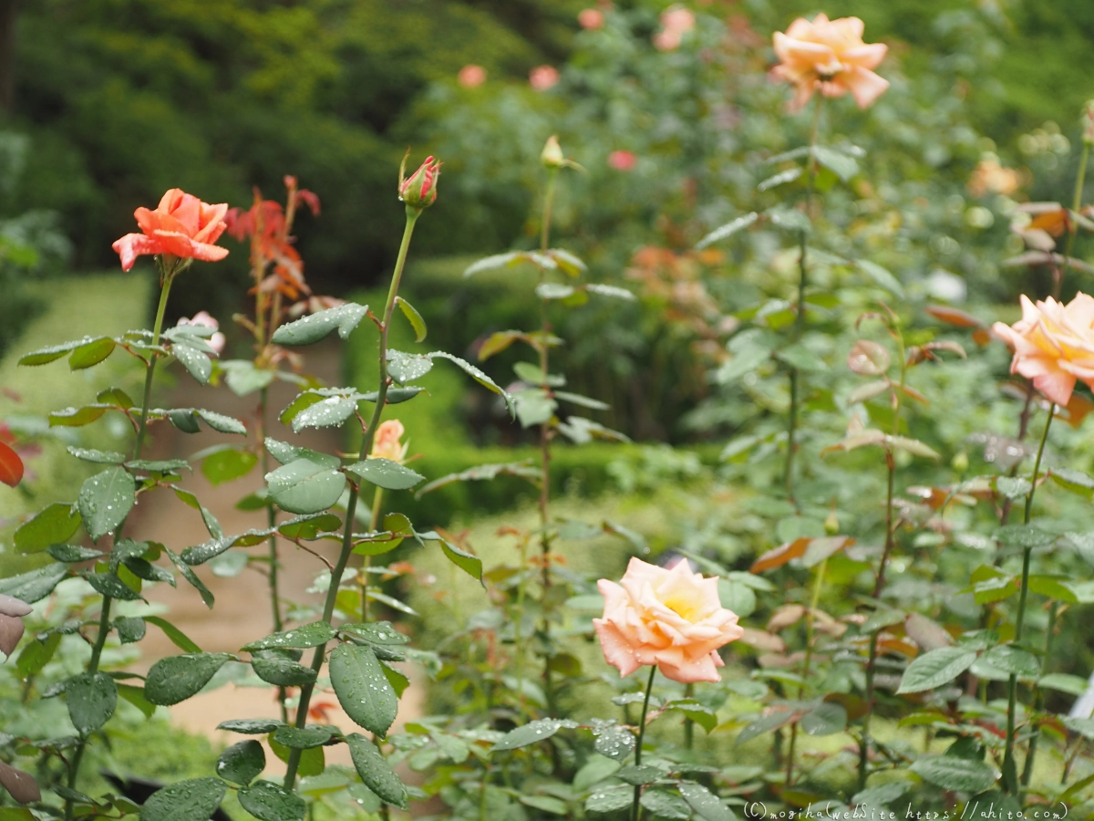 古河庭園の薔薇 - 38