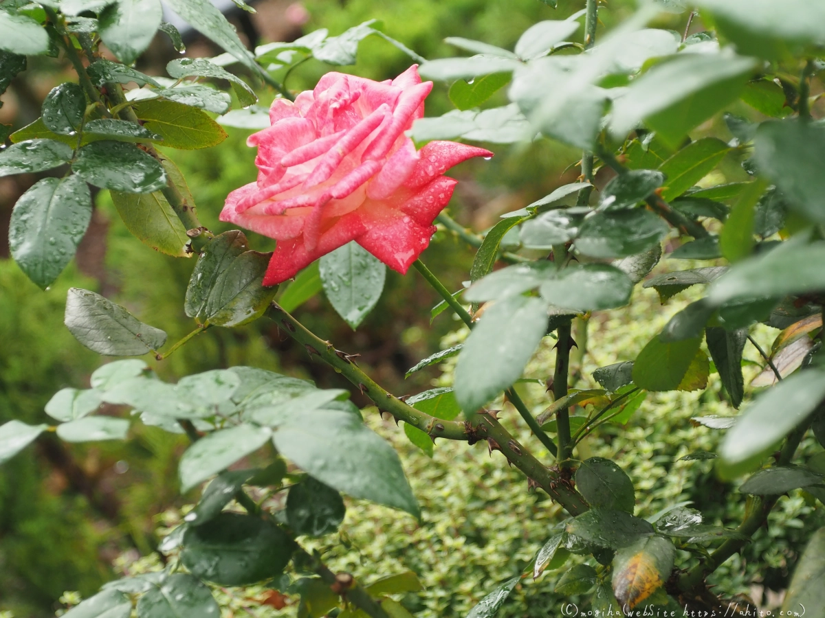 古河庭園の薔薇 - 39