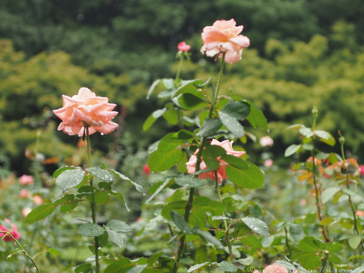 古河庭園の薔薇 - 40