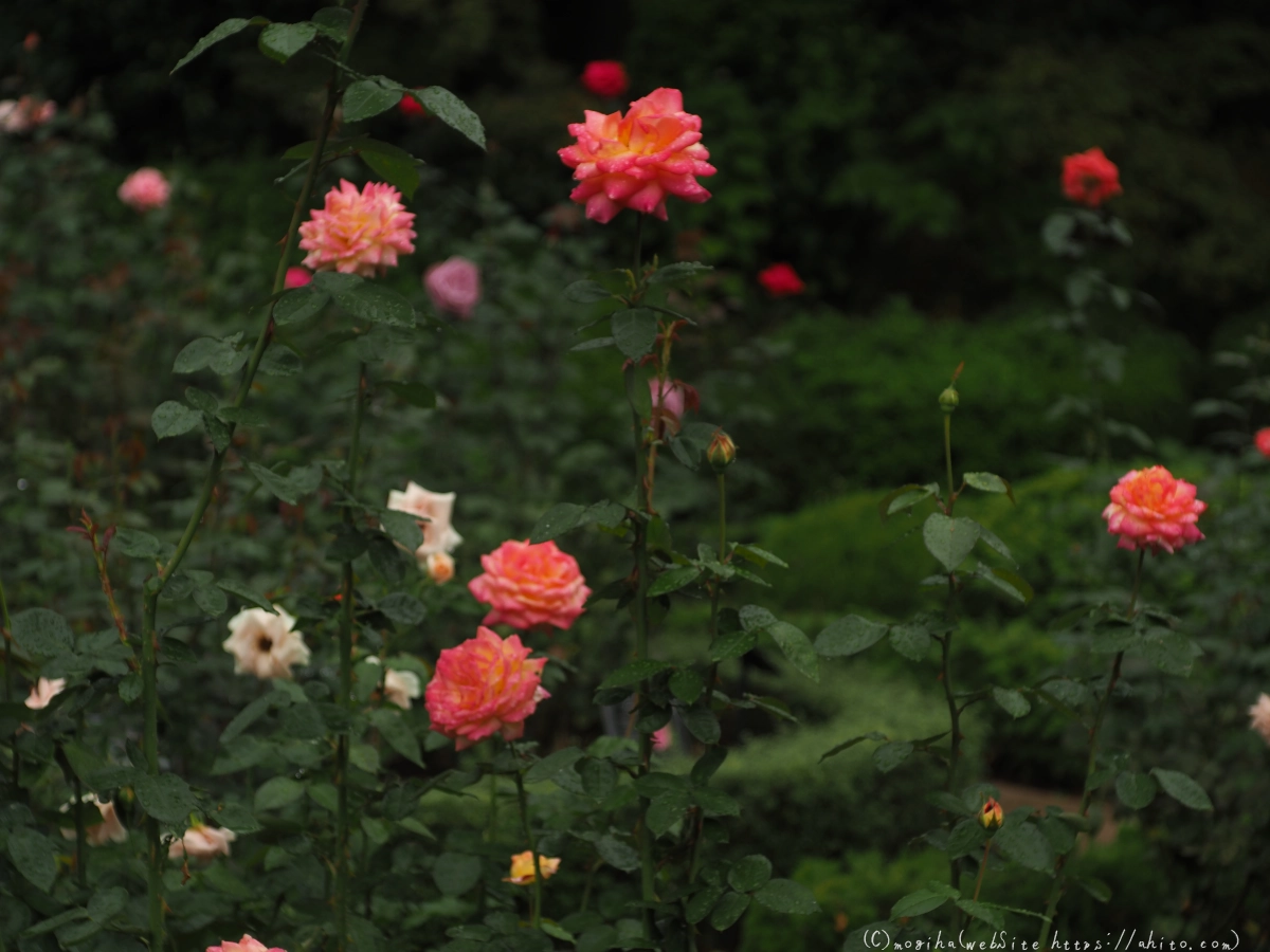 古河庭園の薔薇 - 42